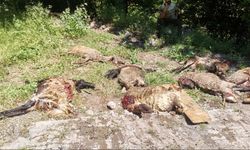 Hakkari-Çukurca kara yolunda devrilen TIR'daki onlarca koyun öldü