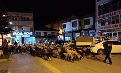 Şehir merkezinden koyun sürüsü geçti