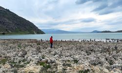 Van Gölü sahilleri mikrobiyalit tarlasına döndü