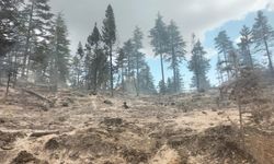 Karaman Ermenek'te orman yangını (2)