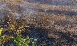 Tokat'ta ekili 10 dönüm buğday yandı