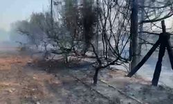 Anız yangını zeytin ve narenciye ağaçlarına zarar verdi