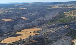 Bursa'da, yangında kül olan 318 hektar alan yeniden ormana dönüştürülüyor