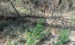 Manisa'da ormanda Hint keneviri yetiştiren 2 şüpheli tutuklandı