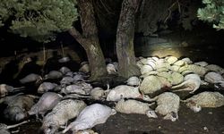 Sağanak sırasında yıldırım düştü, ağacın altındaki 76 koyun öldü