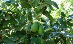 Antalya'da avokado hırsızı kıskıvrak yakalandı