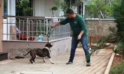 Antalya'da 4 saatlik pitbull esareti! Apartmanda mahsur kaldılar