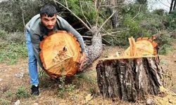 Antalya'da ağaç katliamı! Yarım asırlık çam ağaçlarını kestiler