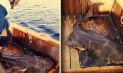 Çanakkale Boğazı'nda ilginç olay! Balıkçılar gözlerine inanamadı