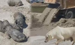 Antalya'da böyle vicdansızlık görülmedi! 5 yavru köpeğin üzerine beton atığı döküldü
