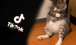 TikTok'a yeni suçlama! Kedi videoları enerji tüketiyor iddiası