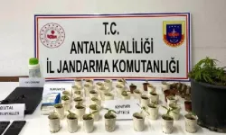Antalya'da uyuşturucu operasyonu! 45 kök Hint keneviri ele geçirildi