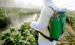 Tarım ürünlerde pestisit alarmı! En çok hangi ürünlerde görülüyor