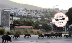 Antalya dahil 5 ilde kırmızı alarm! Toros Dağlarındaki domuzlar büyük tehlike oluşturuyor