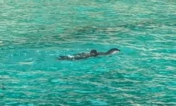 Kaş'ta Akdeniz fokları görüntülendi