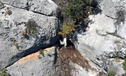 Antalya'da keçi dağda mahsur kaldı! 8 saatlik operasyonla kurtarıldı