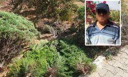 Antalya'da ağaç kavgası! Ağaçları kesen komşuya 6 yıl hapis