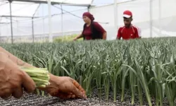 Antalya'dan dünyaya kesme çiçek ihracatı! Hedef 165 milyon dolar gelir