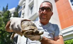 Başkan Semih Esen'in dikkati kaplumbağayı kurtardı