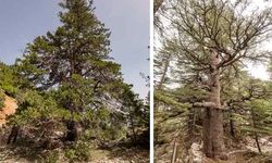 Yeni 53 tescil ile anıt ağaç sayısı 10 bin 506'ya yükseldi! İkisi Antalya'da