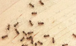 Tek malzemeyle tüm karıncalardan kurtuldu! Sosyal medyada viral oldu