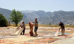 Antalya'da buğday değil halı tarlası! Binlercesi tarlaları renklendi