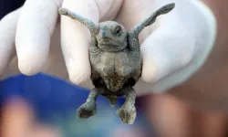 Deniz kaplumbağası besleyen şimdi yandı! Cep yakan ceza