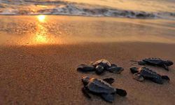 Antalya dahil 5 ilde 25 sahilde gece yasağı! Deniz kaplumbağaları için önlemler artıyor