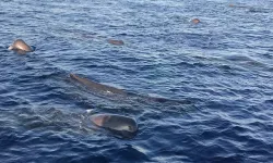 Kaş ve Fethiye açıklarında balinalar görüntülendi