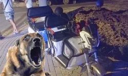 Antalya'da elektrikli bisiklete köpekler saldırdı! Yaralılar var