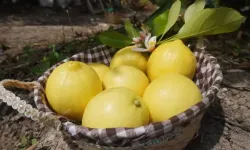 Finike’den tarım alanında büyük başarı: Limonu ve narı uluslararası listede
