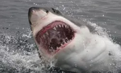 Sahildekilerin korku dolu bakışları altında köpek balığı saldırdı: Bacağı koptu