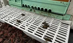 Bakan Yumaklı açıkladı! Antalya'da dahil 21 ilde arıcılar mercek altına alınacak