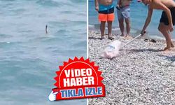 Konyaaltı Sahili'nde yılanın deniz keyfi! Tatilcileri korkuttu