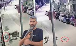 Antalya'da başıboş köpek dehşeti! Kedi boğma anı kameralara yakalandı! Aynı şeyi çocuklara da yapabilir