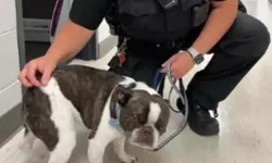 Herkesi şaşkına çeviren olay! Köpeğini havalimanı otoparkında terk etti
