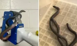 Ölümcül yılan dehşeti! Neye uğradığını şaşırdı