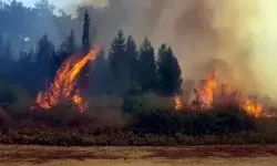 Yangınlar mirası yok ediyor! 44 saatte yandı, 40 yılda yeşerecek