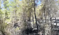 Manavgat'tan sonra Serik'te de orman yangını