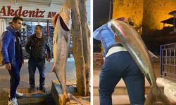 Antalya'da kurbanlık koyun büyüklüğünde balık yakaladı! Kale'ye karşı poz verdi