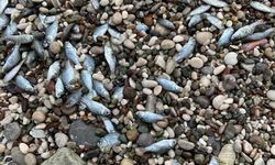 Konyaaltı Sahili'nde balık ölümleri