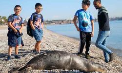 Konyaaltı sahili açıklarında ölü yavru Akdeniz foku bulundu