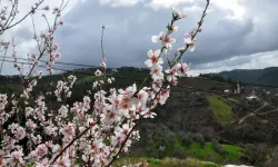Antalya'da baharın habercisi badem ağaçları çiçek açtı