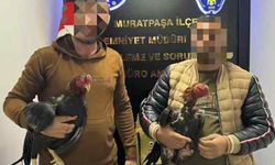 Antalya'da horoz dövüşüne baskın! 5 kişi yakalandı