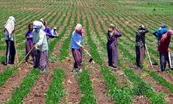 TÜİK açıkladı! Tarım işçilerine en düşük ücret Antalya'da