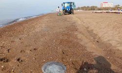 Antalya sahillerinde alarm! Yüzlerce denizanası kıyıya vurdu