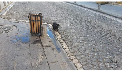 Sokağa çıkma kısıtlaması nedeniyle sokaklar kedi ve köpeklere kaldı