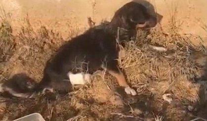 Edirne'de arka bacakları kesilmiş yavru köpek bulundu