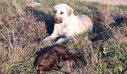 Edirne'deki yakılarak öldürülen yavru köpeklerle ilgili soruşturma