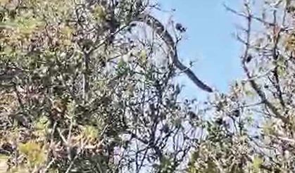 Dev yılan ağacın tepesinde görüntülendi